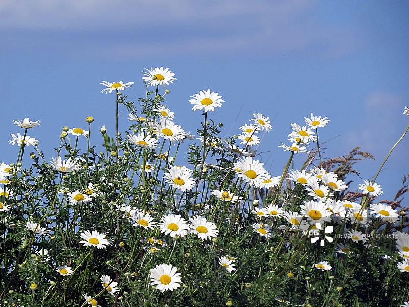 蓝天下盛开的洋甘菊田野图片素材