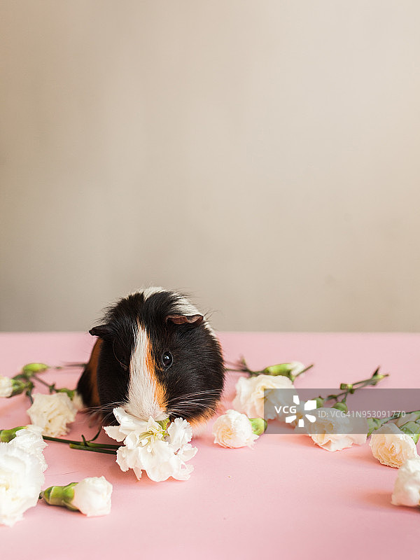 豚鼠吃花图片素材