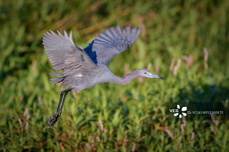 苍鹭在佛罗里达州迈尔斯堡哈恩斯沼泽的繁殖羽毛飞行图片素材