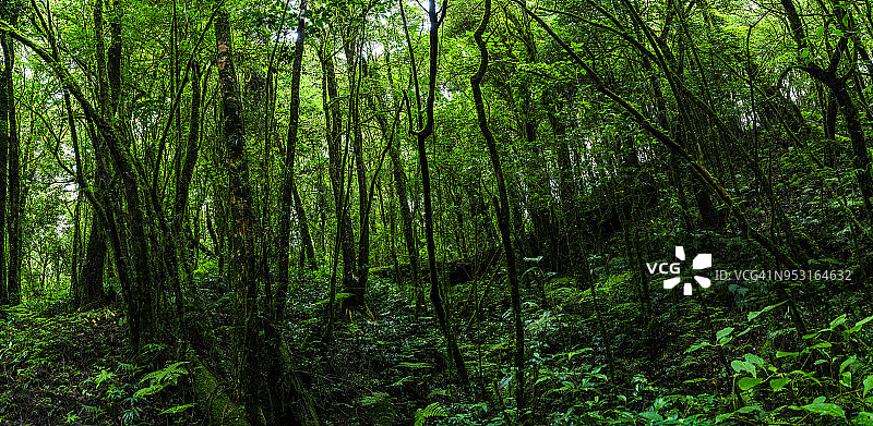 常绿雨林全景图片素材