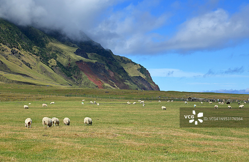 特里斯坦-达库尼亚岛爱丁堡七海附近的绵羊图片素材