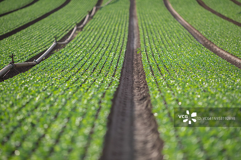 俯瞰萝卜田及其灌溉系统图片素材