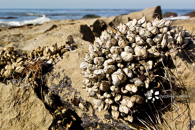 覆盖着加州贻贝的岩石图片素材