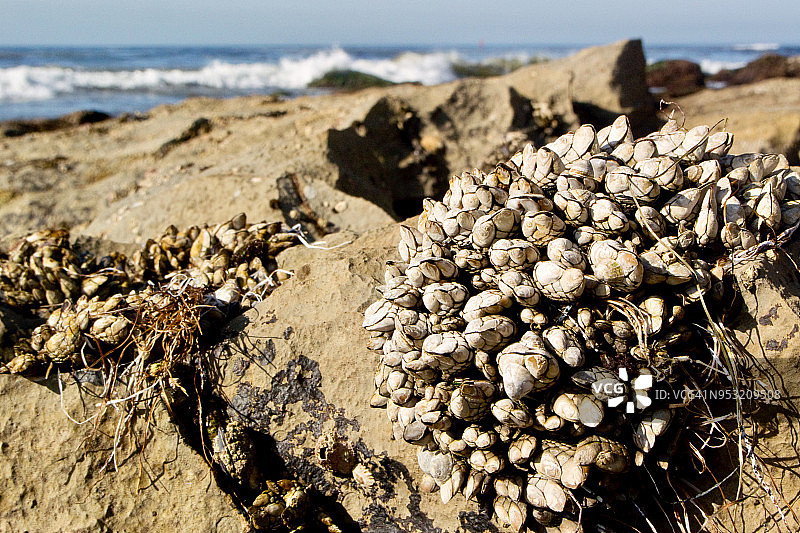 覆盖着加州贻贝的岩石图片素材