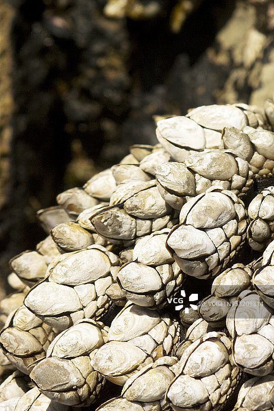 特写：加州贻贝覆盖的岩石图片素材
