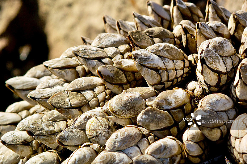 特写：加州贻贝覆盖的岩石图片素材