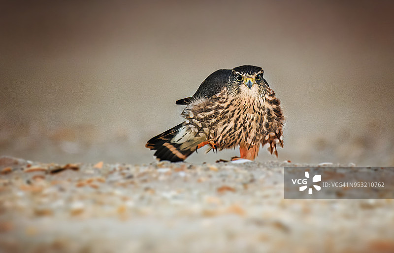 在琼斯海滩沙滩上的可爱燕隼图片素材