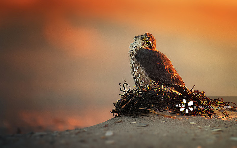 日出时分可爱的梅林鸟图片素材