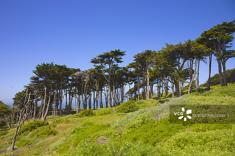 旧金山：葱郁山丘上的常绿树与清澈蓝天图片素材