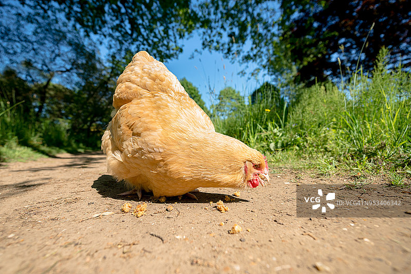 奥平顿鸡采食特写图片素材