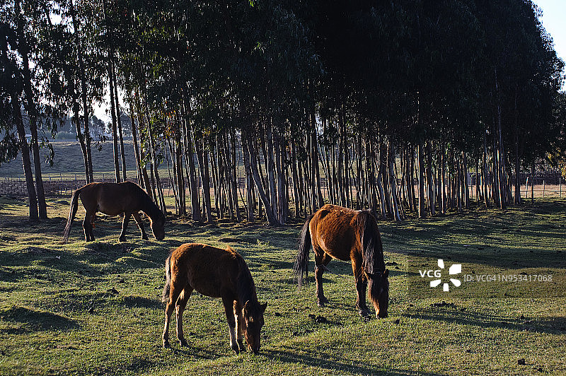 埃塞俄比亚的马图片素材