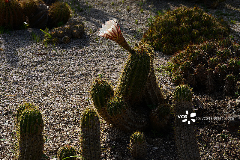 Echinopsis spachiana：仙人掌花图片素材