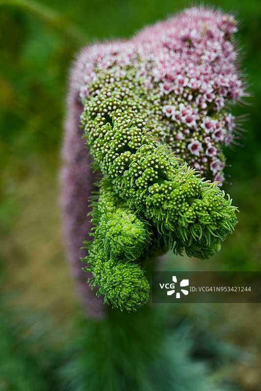 野百喜（珠宝塔）图片素材