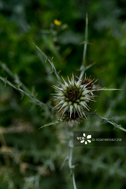 棉毛蓟被列为极度濒危物种图片素材