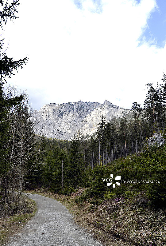 霍克斯奇瓦布山脉森林的春景图片素材