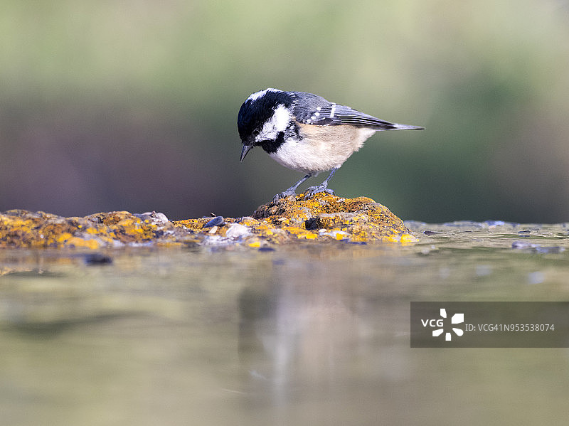 煤山雀在田野里水坑旁的石头上吃喝，水中倒影，绿色背景图片素材