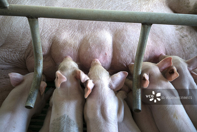 在养猪场，小猪吮吸母猪的奶水图片素材
