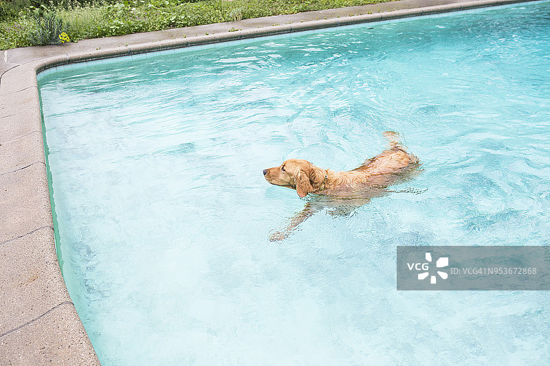 在游泳池里游泳的狗图片素材