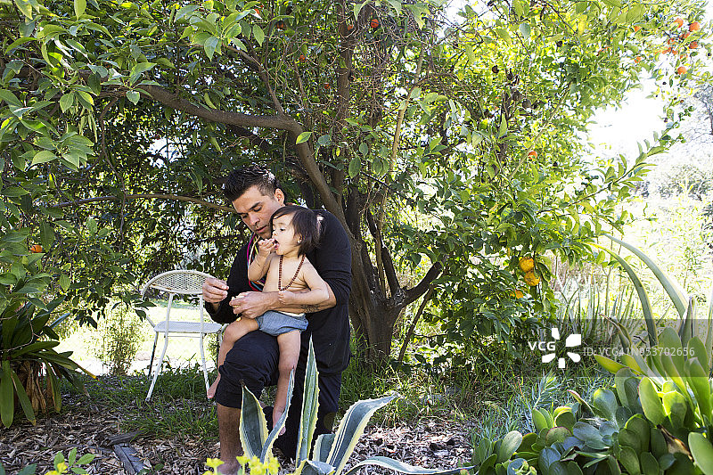 幼儿和父亲在橘子树下吃橘子图片素材