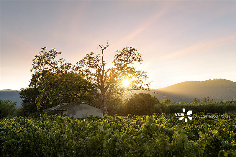 葡萄园的日落图片素材