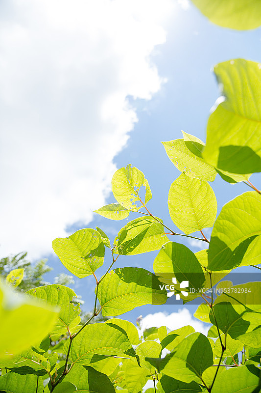 绿之美图片素材