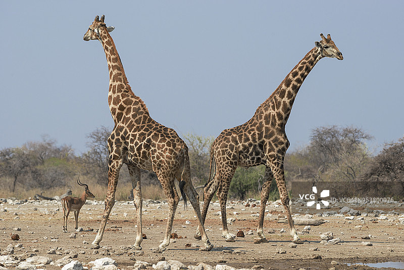 纳米比亚埃托沙国家公园的长颈鹿和黑斑羚图片素材