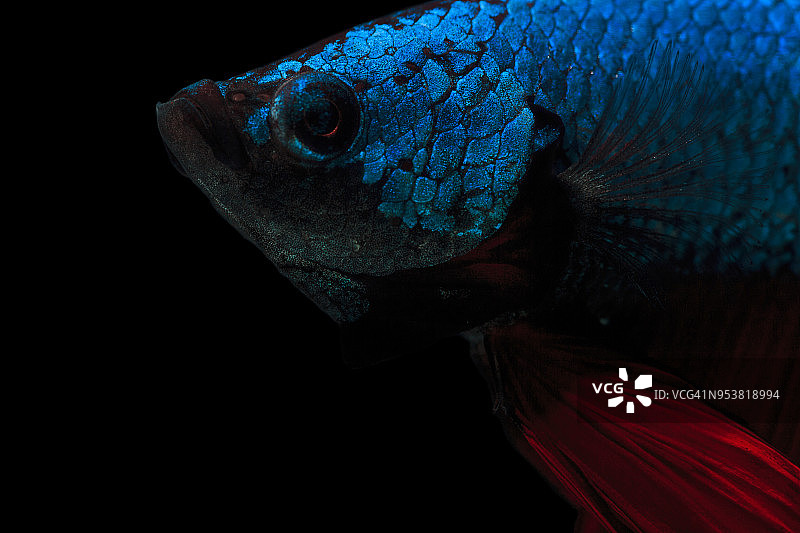 暹罗斗鱼图片素材