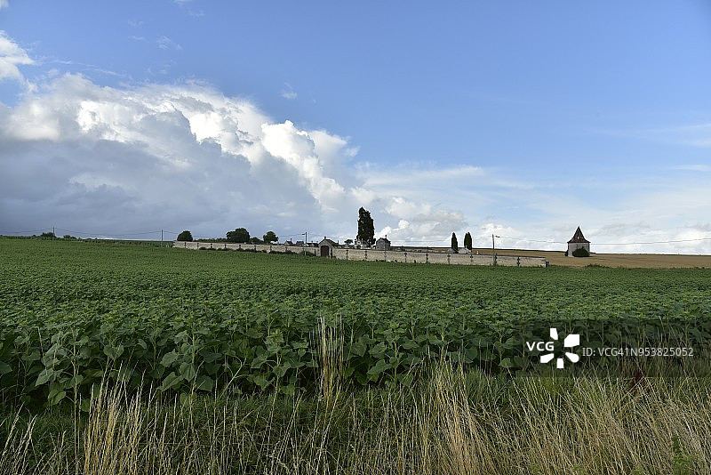 雷雨前传统墓地前的向日葵种植园图片素材