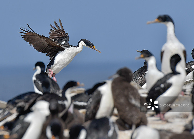 帝王鸬鹚图片素材