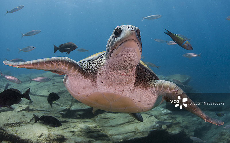 绿海龟图片素材