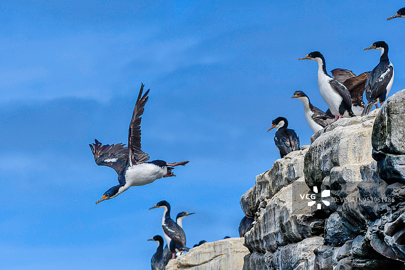 帝王鸬鹚图片素材