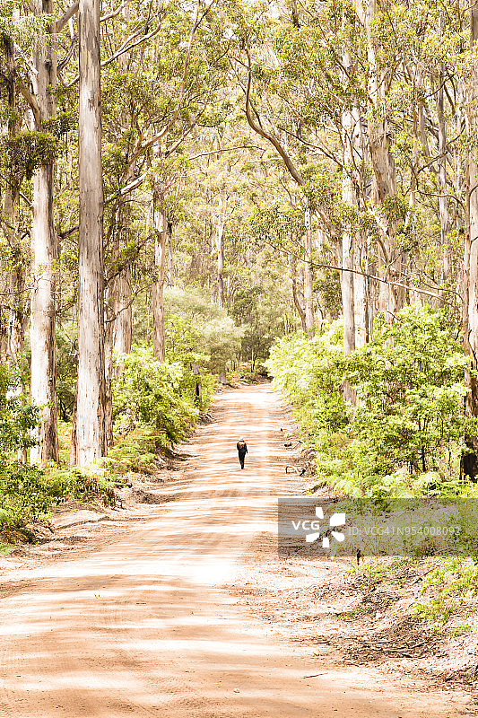 穿越森林图片素材