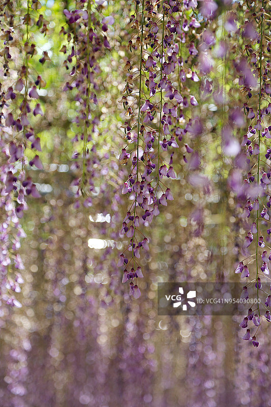 紫藤花雪景图片素材