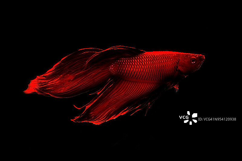 搏鱼鱼图片素材