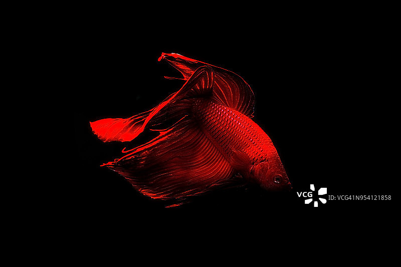 搏鱼鱼图片素材