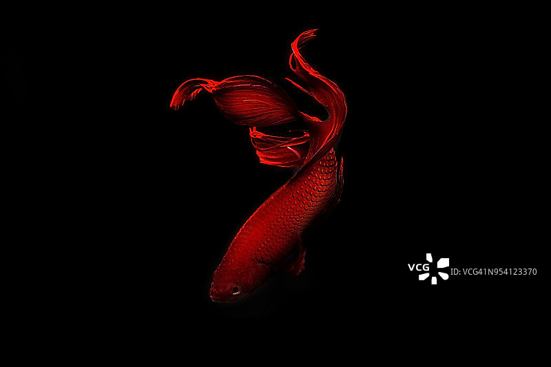 搏鱼鱼图片素材