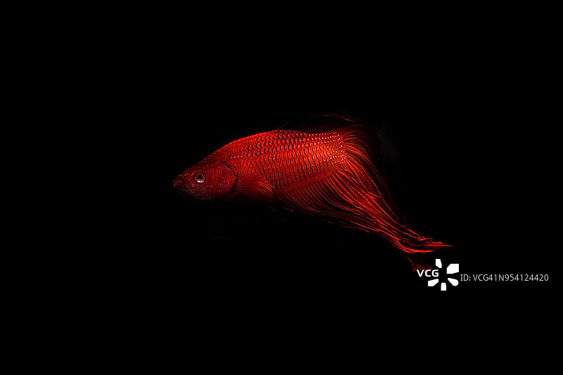 搏鱼鱼图片素材