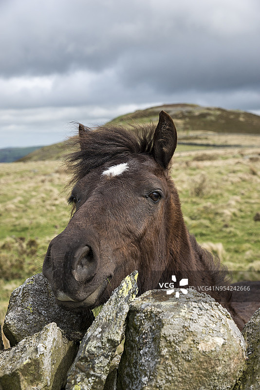 眺望干石墙的威尔士小马图片素材