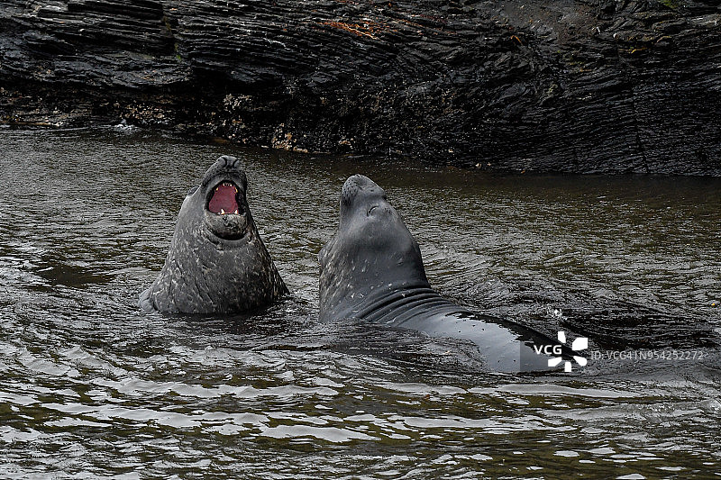 南象海豹，马尔维纳斯群岛图片素材