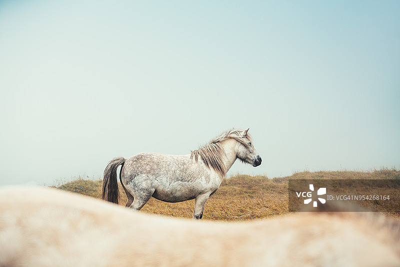 冰岛马图片素材