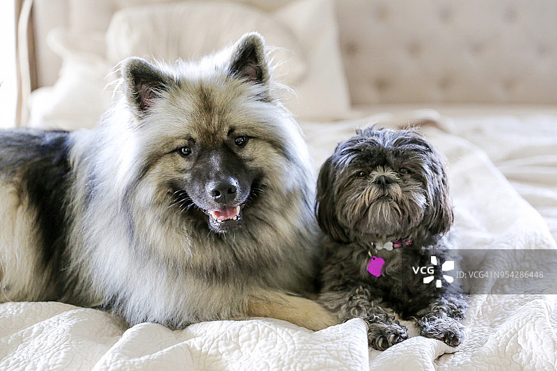 荷兰毛狮犬和西施犬图片素材