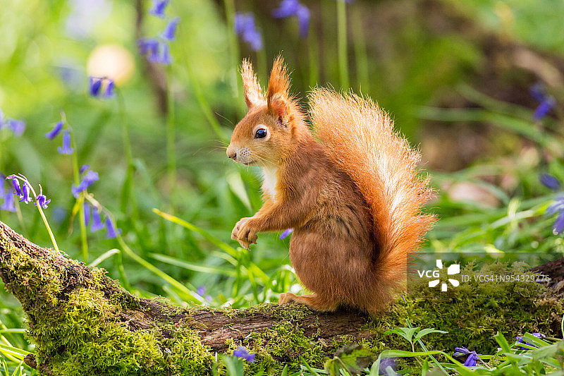 蓝铃花丛中的红松鼠图片素材