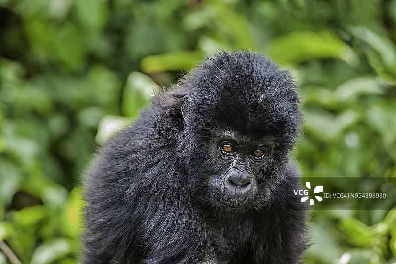 刚果东部低地大猩猩幼崽的野生动物肖像图片素材