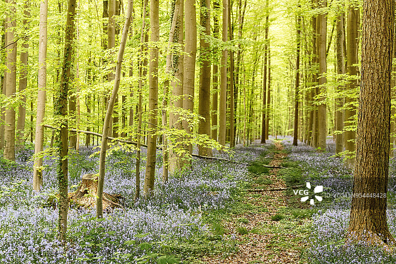 哈勒博斯森林中盛开的蓝铃花图片素材