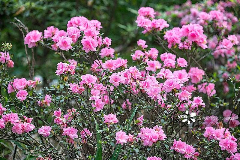 无锡锡惠公园杜鹃花图片素材