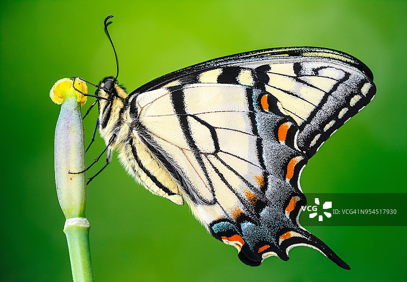 玉带凤蝶图片素材