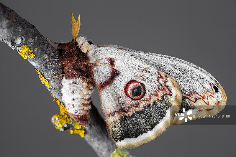 梨大蚕蛾图片素材