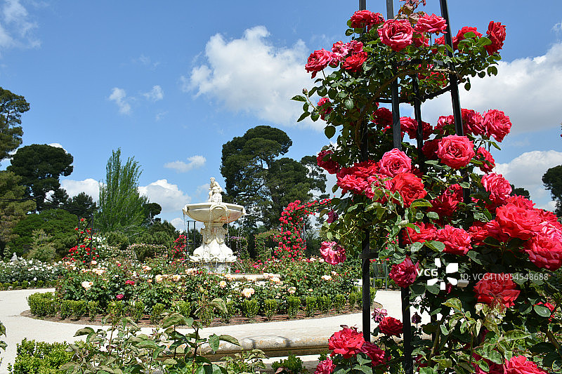 马德里丽池公园玫瑰园图片素材