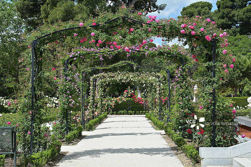 马德里丽池公园玫瑰园图片素材