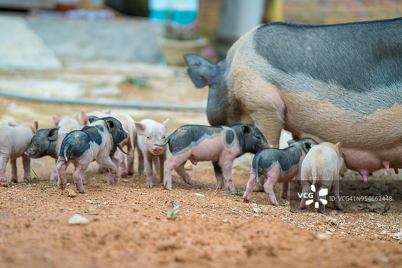 野猪妈妈和她的猪宝宝图片素材